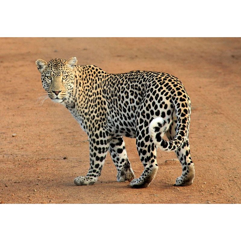 Customized Leopard Mural Stain Resistant Soft Color Wall Art for Bedroom