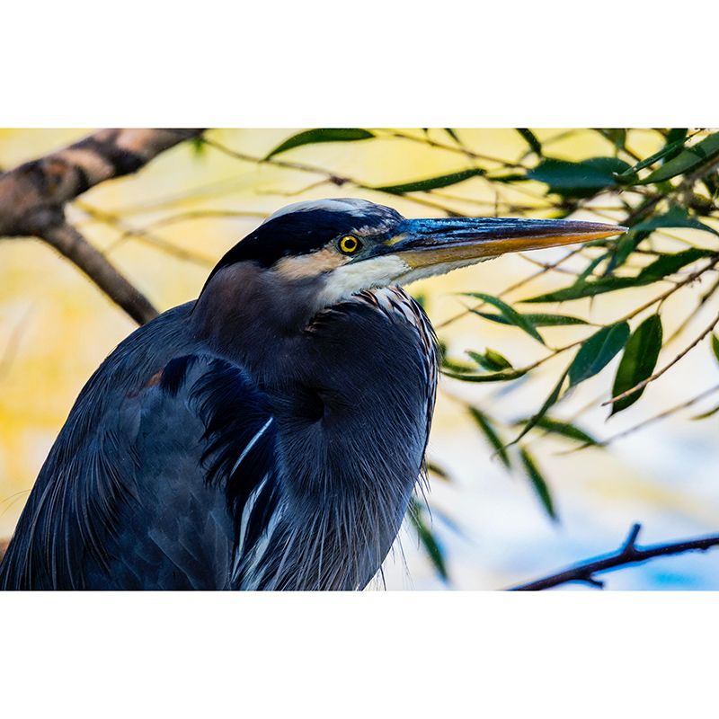 Contemporary Style Wild Animal Mural Horizontal Photography Room Wall Mural