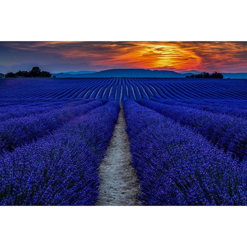 Beautiful Lavender Field Mural Wallpaper Photography Horizontal Wall Decor for Home