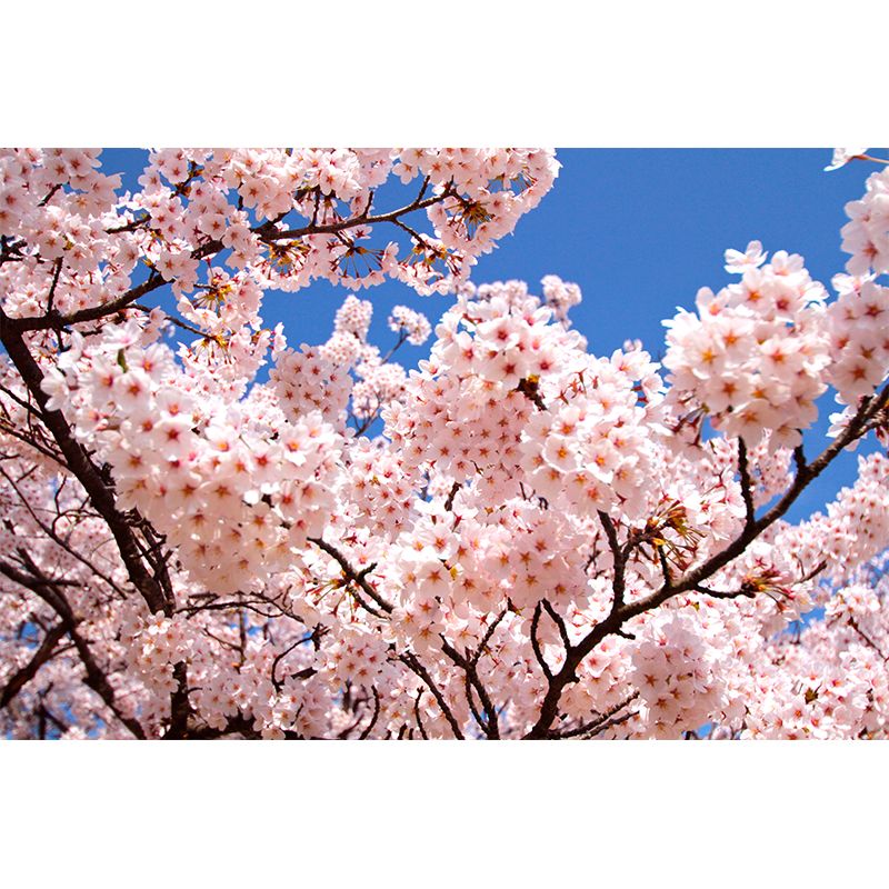 Great Cherry Bud Print Mural Decal Pink Non-Woven Wall Art for Indoor Decor, Custom