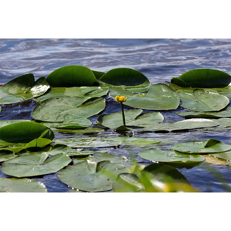 Green Lotus Leaf Full Size Wall Mural for Living Room, Moisture Resistant