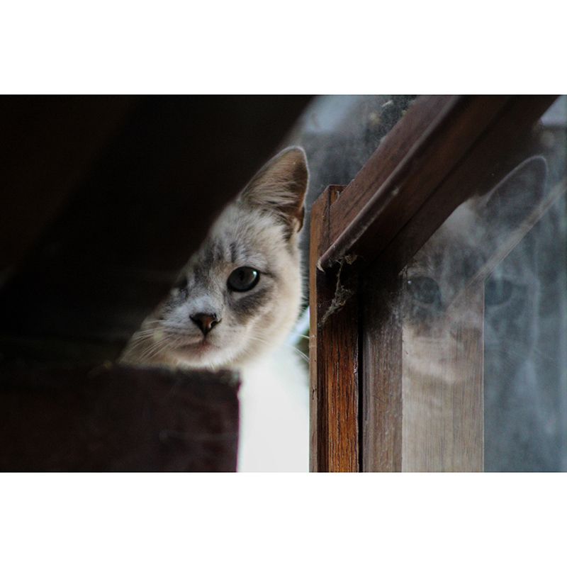 Environment Friendly Resistant Mural Wallpaper Cute Cats Sleeping Room Wall Mural