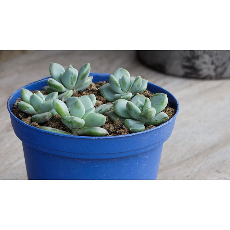 Houseplant Photo Wall Mural for Sleeping Room Home Decor, Made to Measure