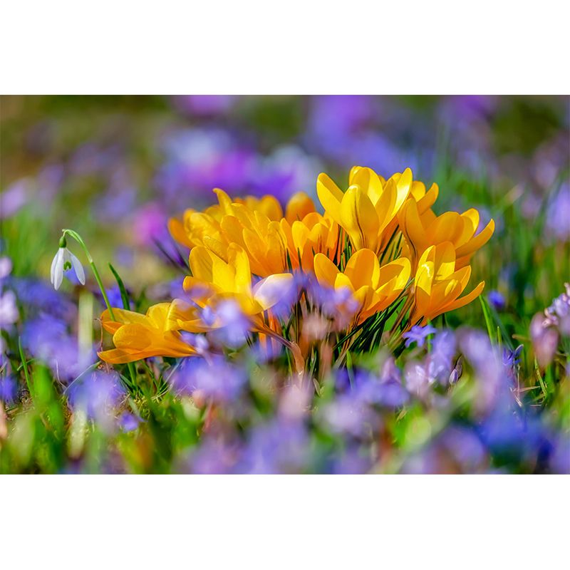 Crocus Flower Blossing Mural Wallpaper Modern Wall Covering for Living Room