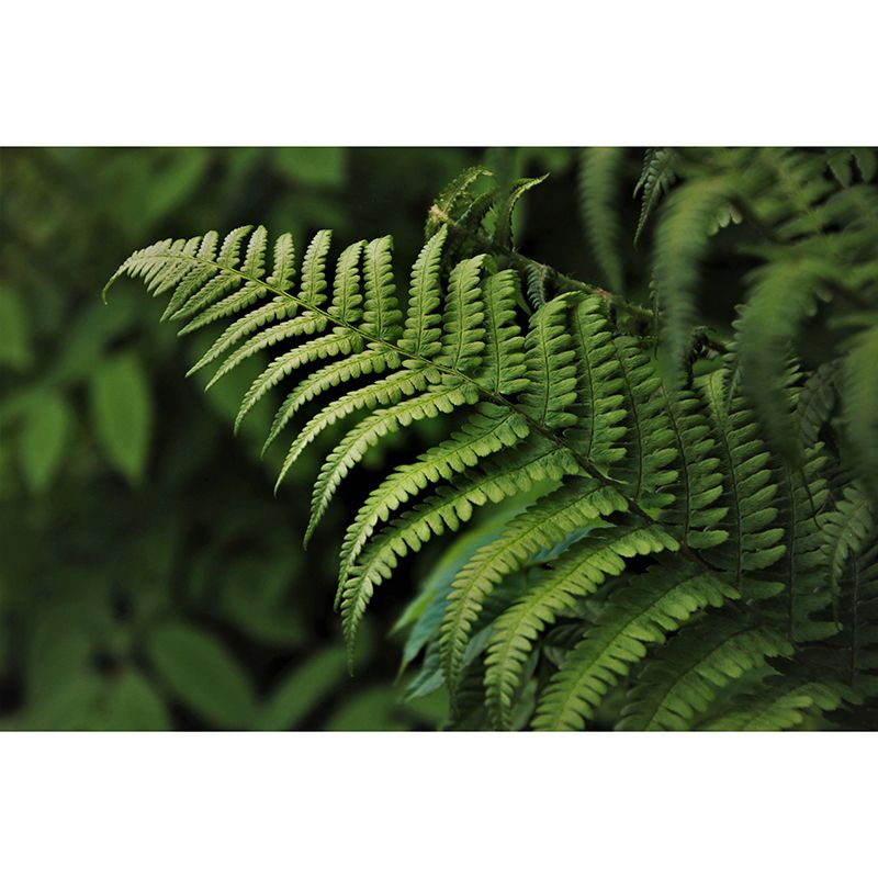 Ferns Plant Mural Wallpaper Mildew Resistant for Reading Room Bedroom Home Decor