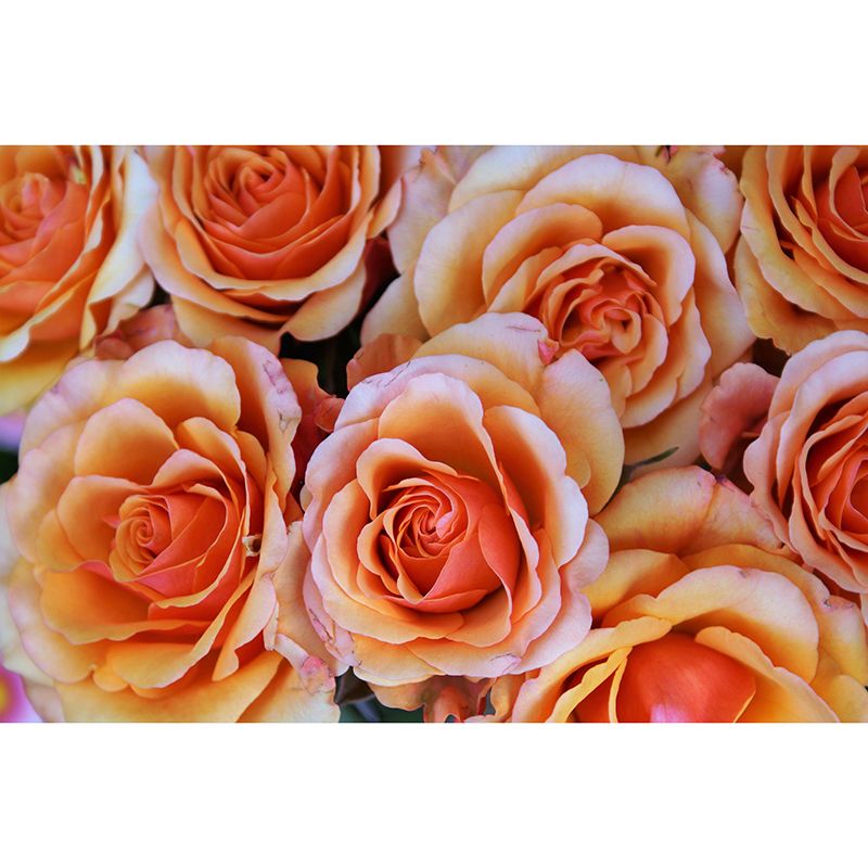 Rose Full Size Wall Covering for Home Decoration Water Resistant, Made to Measure