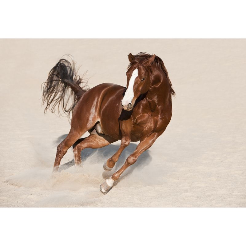 Photography Steed Wall Mural Decal Giant Wall Decor for Living Room, Made to Measure