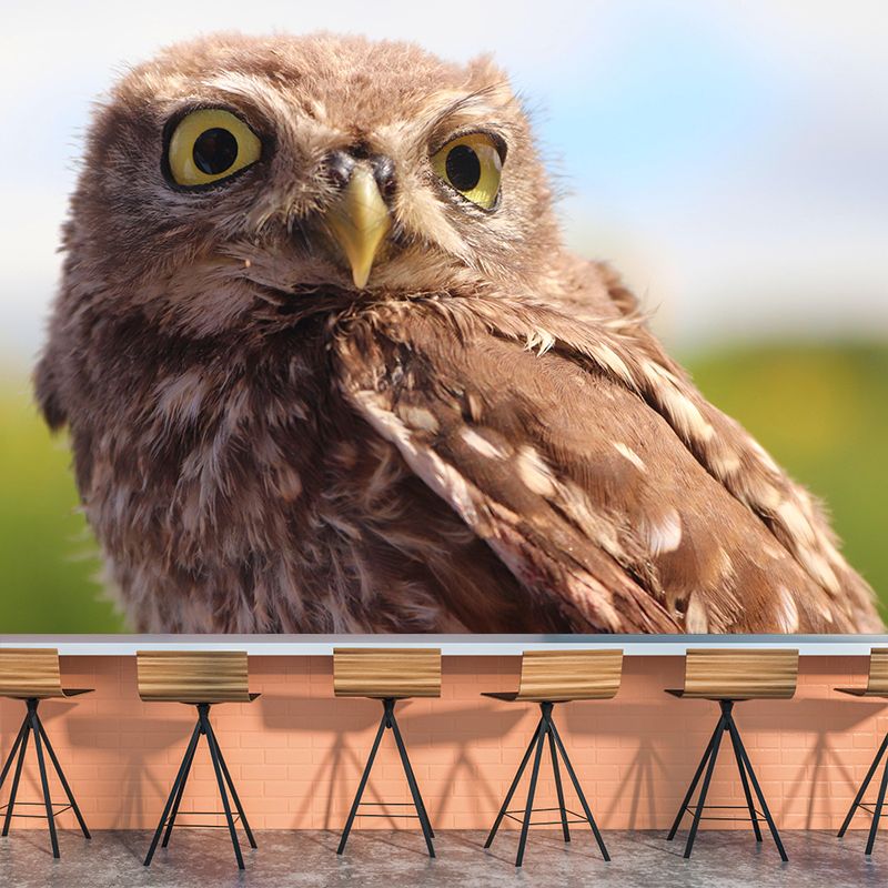 Modern Owl Wall Mural Decal Eco-friendly Stain Resistant for Sitting Room