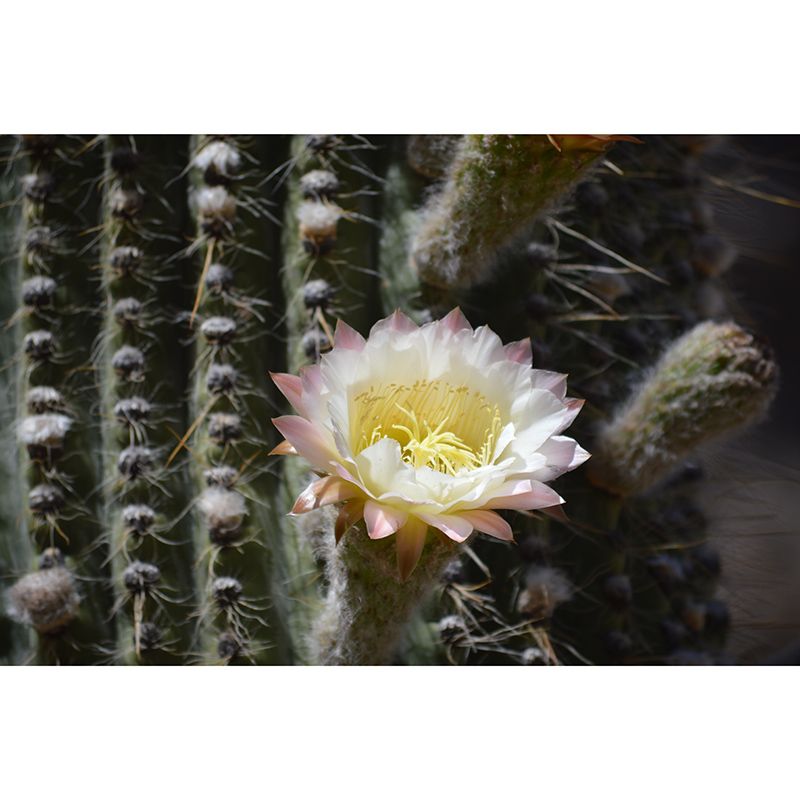 Tropical Plants Mural Decal Customized Modern Wall Covering for House Interior