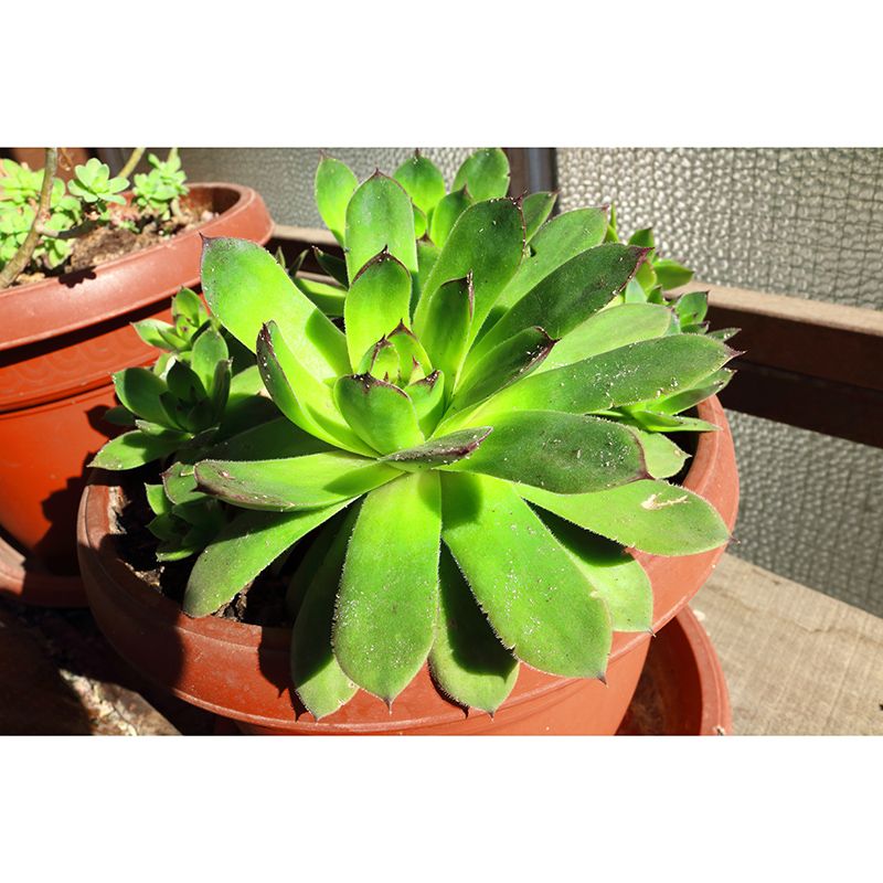 Rosette Plant Removable Wall Art Decor for Office Apartment, Moisture Resistant