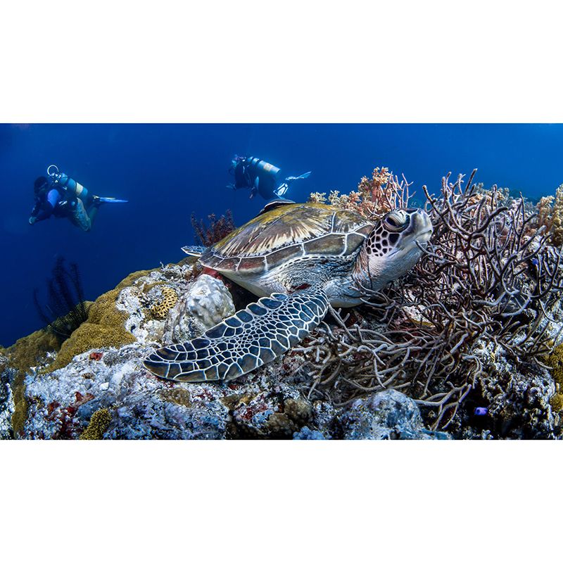 Vintage Wall Mural Sea Turtle Patterned Sitting Room Wall Mural