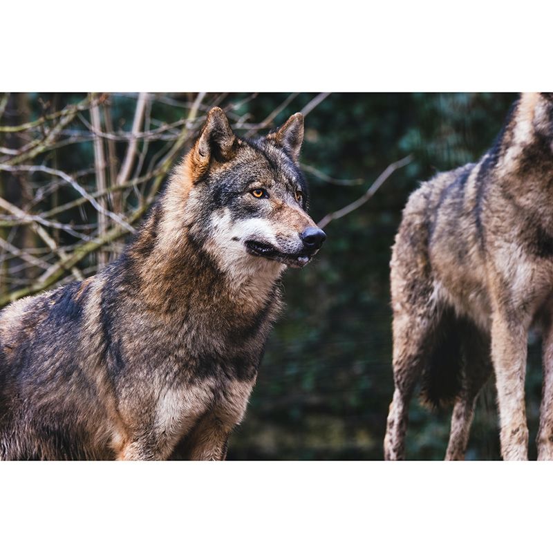 Wild Animal Contemporary Mural Horizontal Photography Bedroom Wall Mural