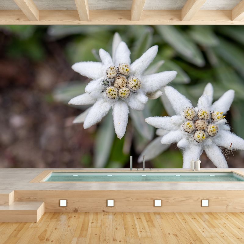 Edelweiss Mural Wallpaper Environmental Contemporary for Living Room Bedroom