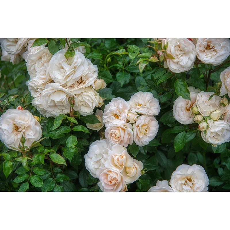 Rose Bush Mural Wall Covering for Living Room Decorative Mildew Resistant Wallpaper