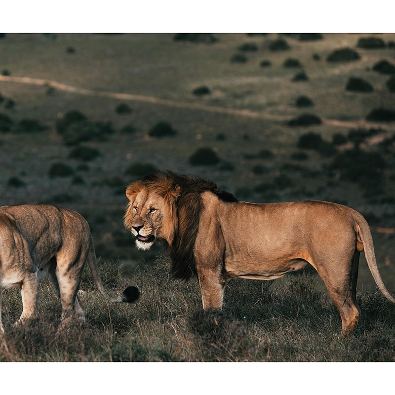 Natural Scene Contemporary Wild Animal Mural Horizontal Photography Bedroom Wall Mural