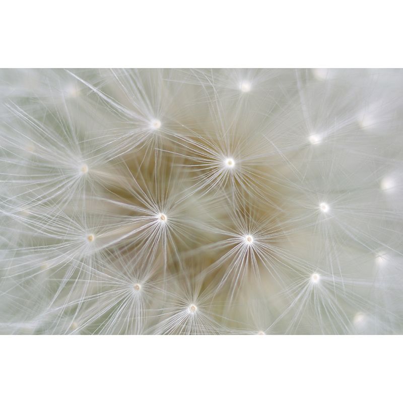 White Dandelion Mural Wallpaper Moisture Resistant Wall Art for Living Room