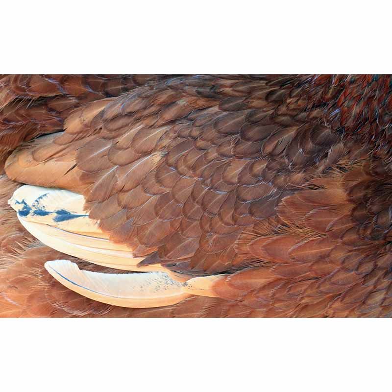 Feather Wallpaper Wall Mural Moisture Resistant Girls Bedroom Wall Decor