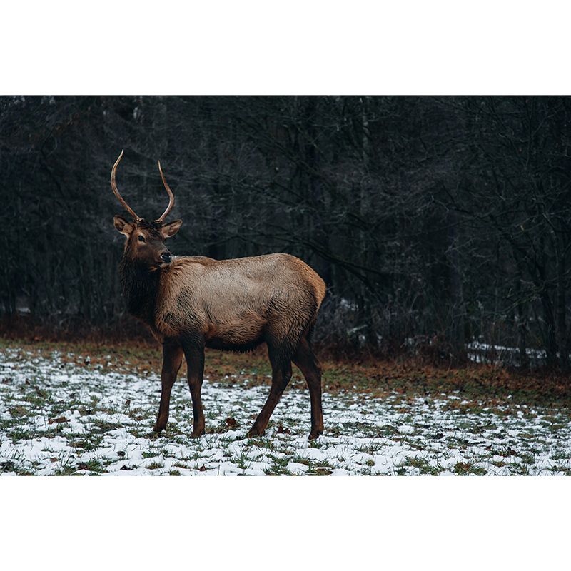 3D Mural Contemporary Style Wild Animal Mural Mildew Resistant Wall Art