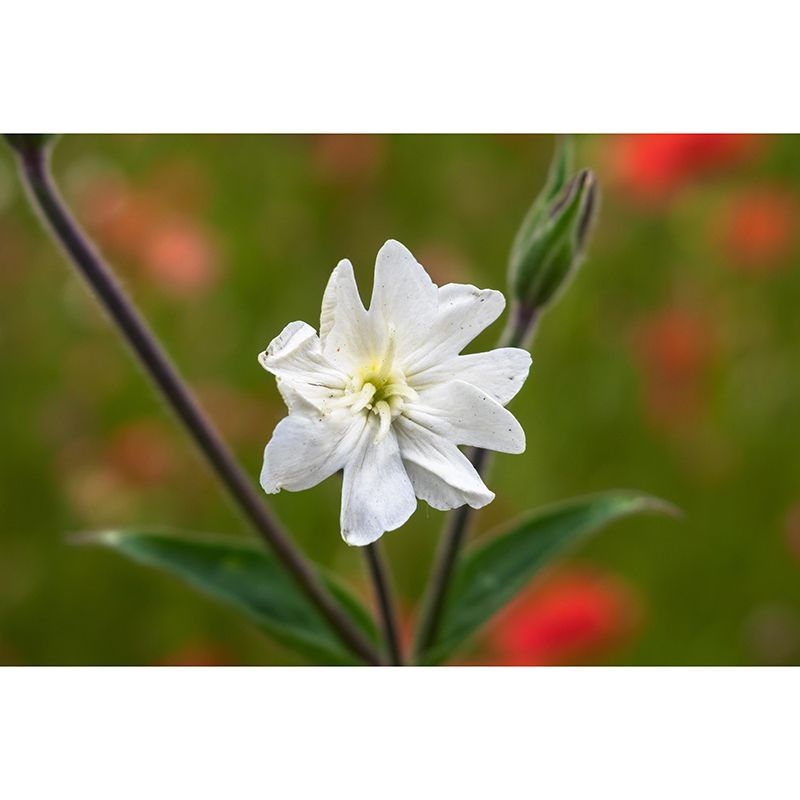 Carnation Blooming Mural Contemporary Photography for Living Room Decoration