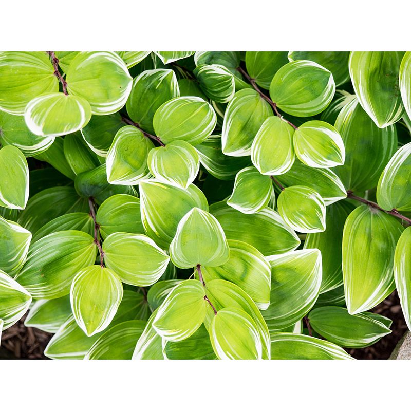 Beautiful Photography Mural Wallpaper Plants Decorative Indoor Wall Mural