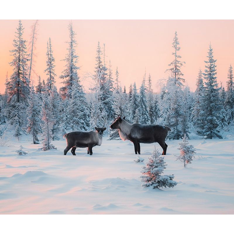 Contemporary Style Wild Animal Mural Mildew Resistant for Bedroom