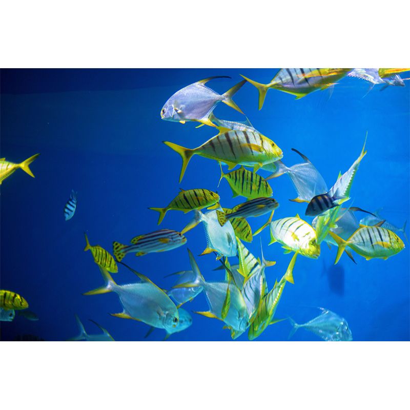 Decorative Underwater Photography Wall Mural Drawing Room Wall Mural