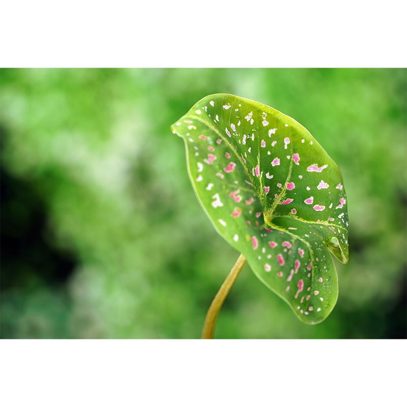 Caladium Plant Mural Wall Paper Home Decorations for Kitchen Living Room Bedroom
