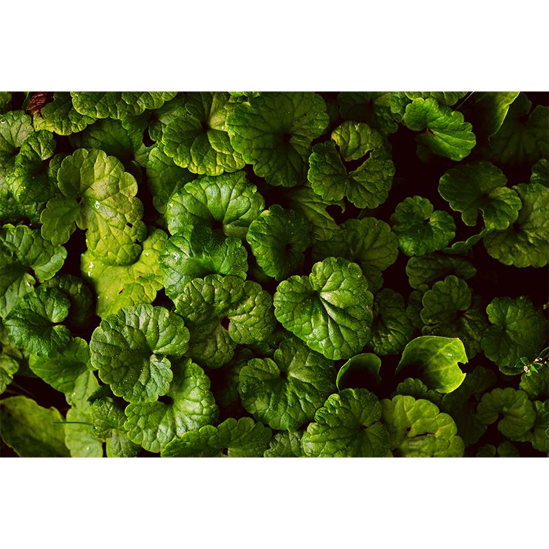 Leaves Murals Full Size Sitting Room Home Decor, Custom Size Available