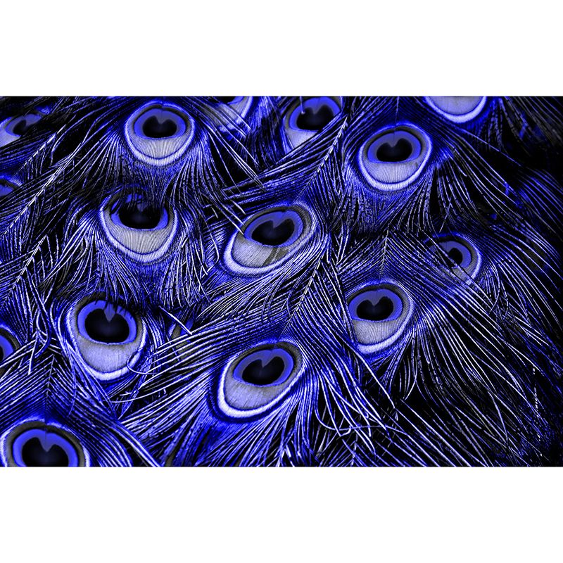 Decorative Wall Mural Wallpaper Peacock Feather Sitting Room Wall Mural