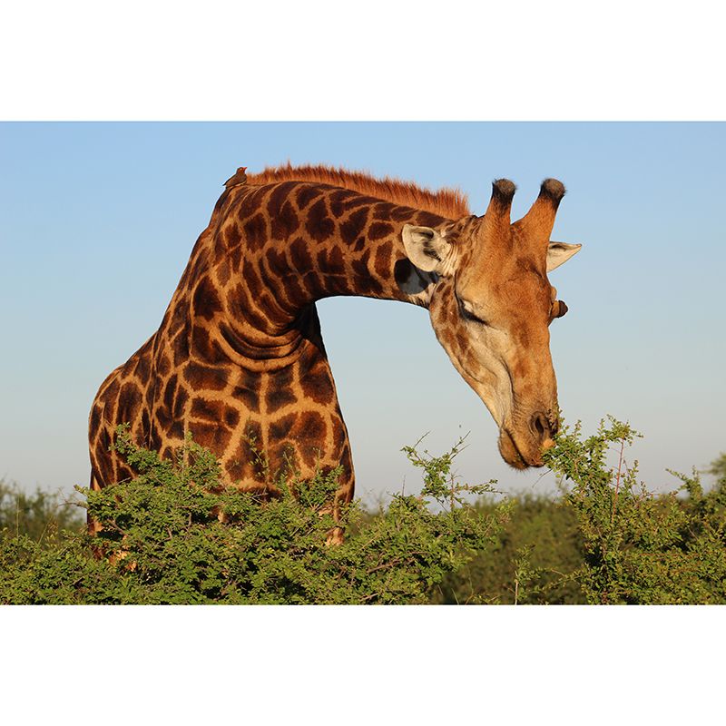 Giraffe Animal Wall Covering for Sitting Room Moisture Resistant, Made to Measure