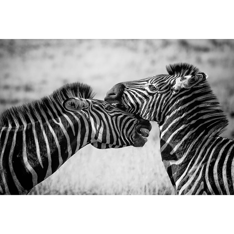 Contemporary Zebra Wall Mural Black and White Decorative Wall Covering for Living Room