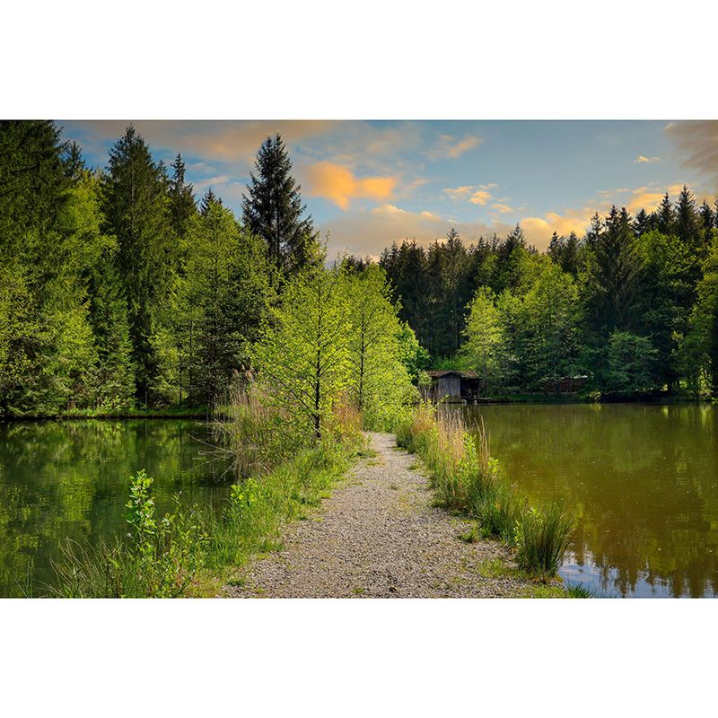 Customized Forest Scenery Wall Mural Mildew Resistant for Bedroom Decoration