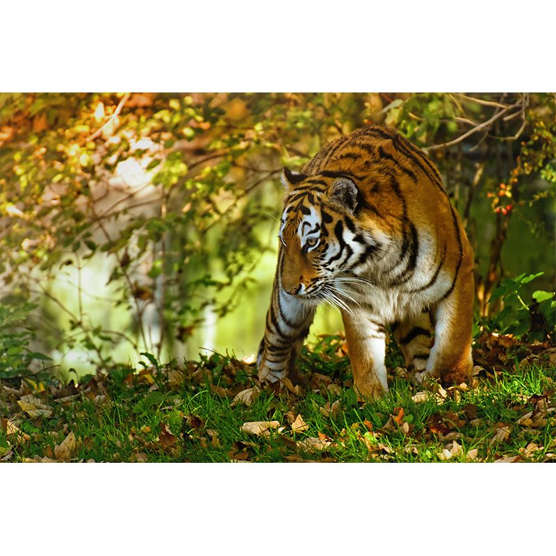 Tiger Modern Mural Decorative Sitting Room Wall Covering, Custom Size Available
