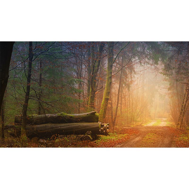 Photography Forest Environment Friendly Wall Mural Drawing Room Wallpaper