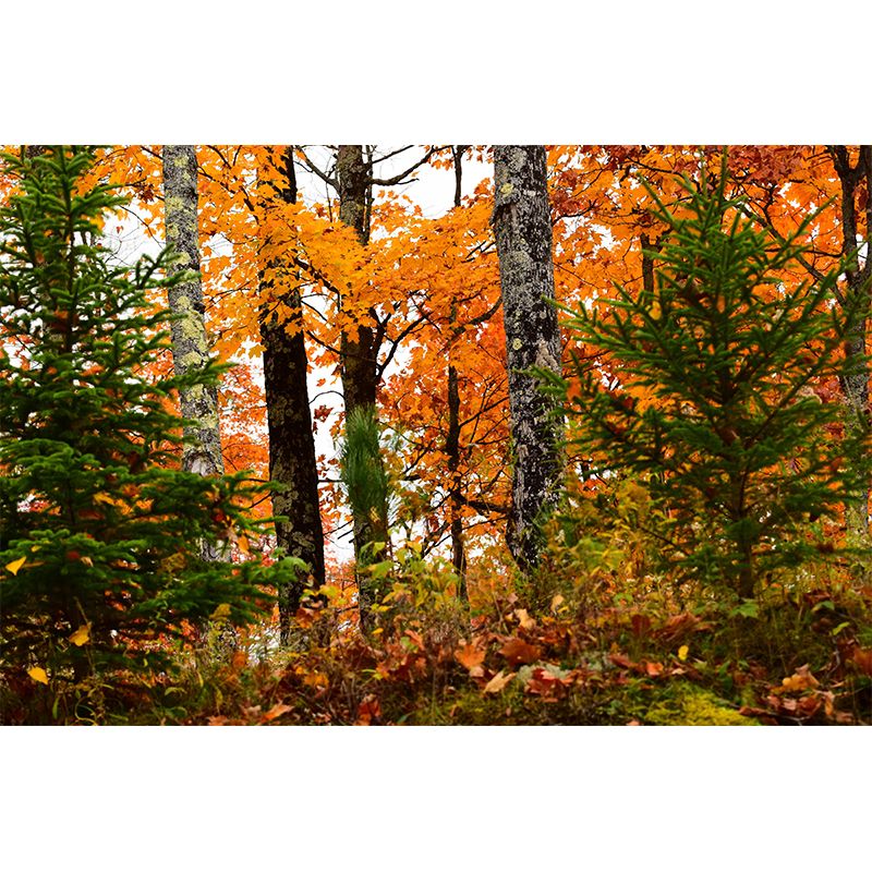 Forest Mural Wallpaper Scenery Modern Waterproof Wall Art for Living Room