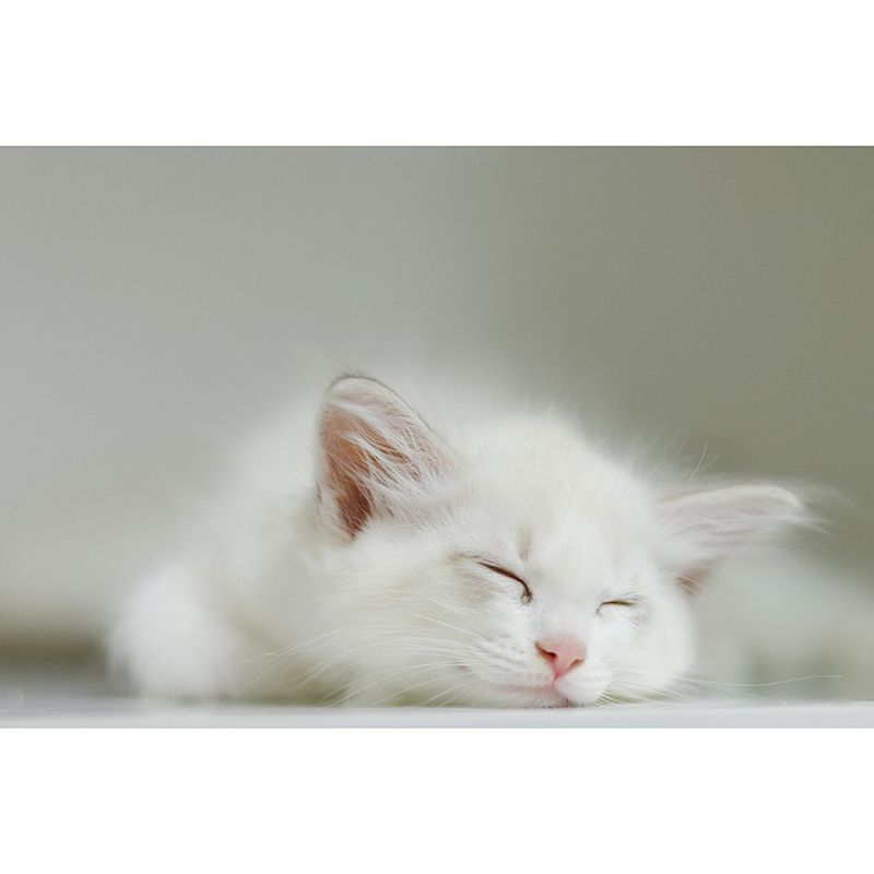 Cute Cats Photography Mural Wallpaper Environment Friendly Living Room Wall Mural