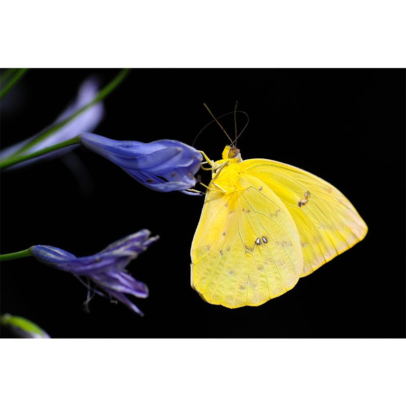 Photography Butterfly Mural Wallpaper Moisture Resistant for Living Room Bedroom