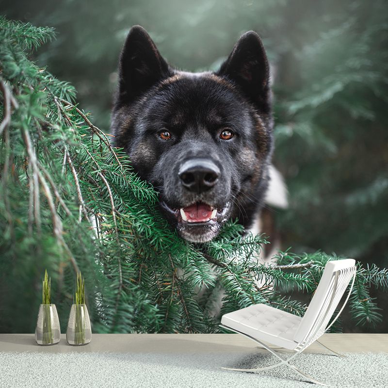 Customized Fierce Akita Wall Mural Horizontal Photography for Sleeping Room Decoration