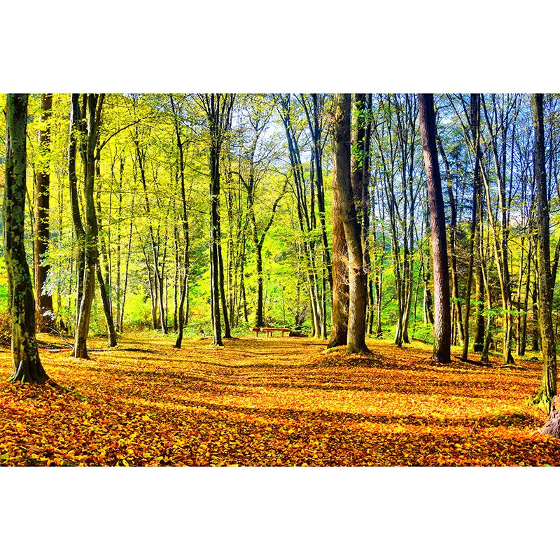 Forest Landscape Removable Wall Mural for Sitting Room, Water Resistant