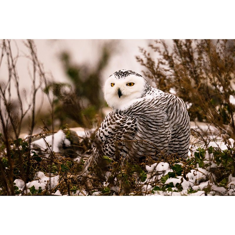 Vivid Animal Contemporary Style Wild Animal Mural Mildew Resistant Wall Covering