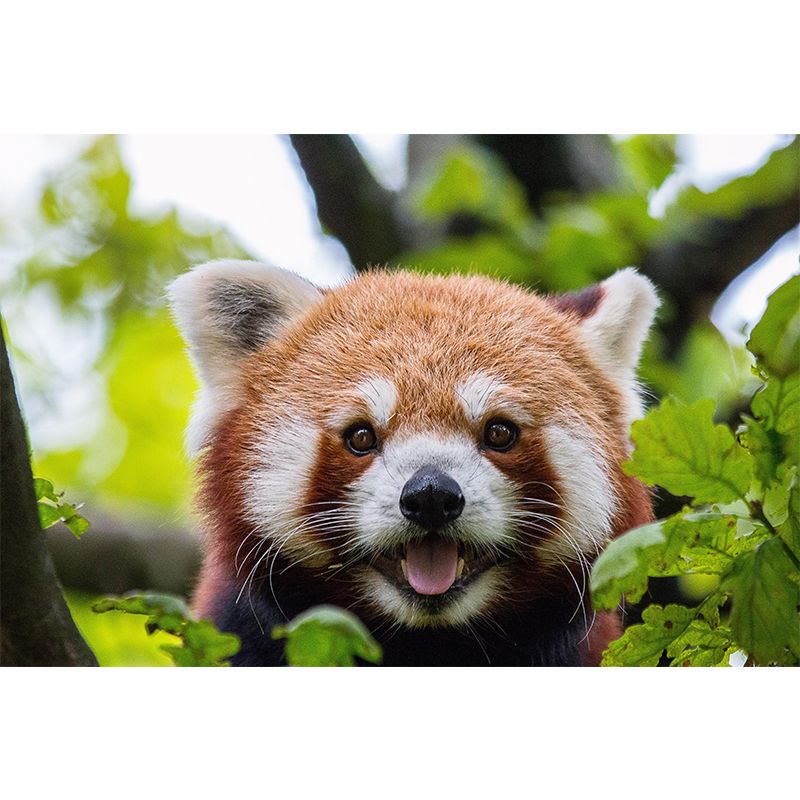 Modern Style Red-Panda Mural Wall Decor Mildew Resistant Living Room Wall Mural Wall Art