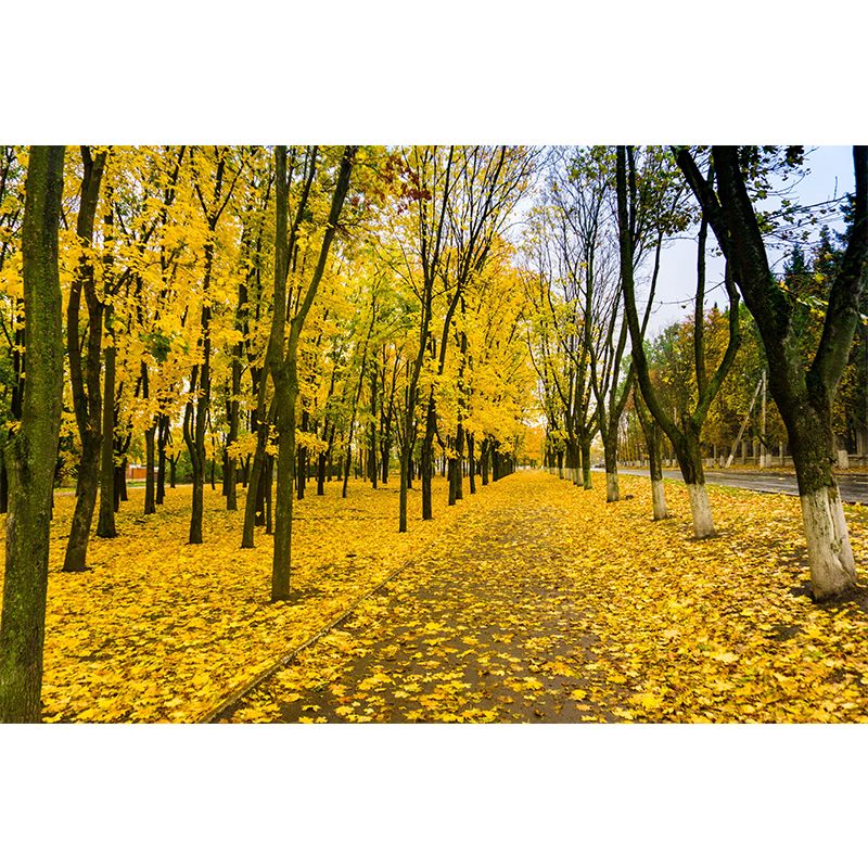 Photographic Autumn Forest Mural Mildew Resistant Wall Decor for House Interior