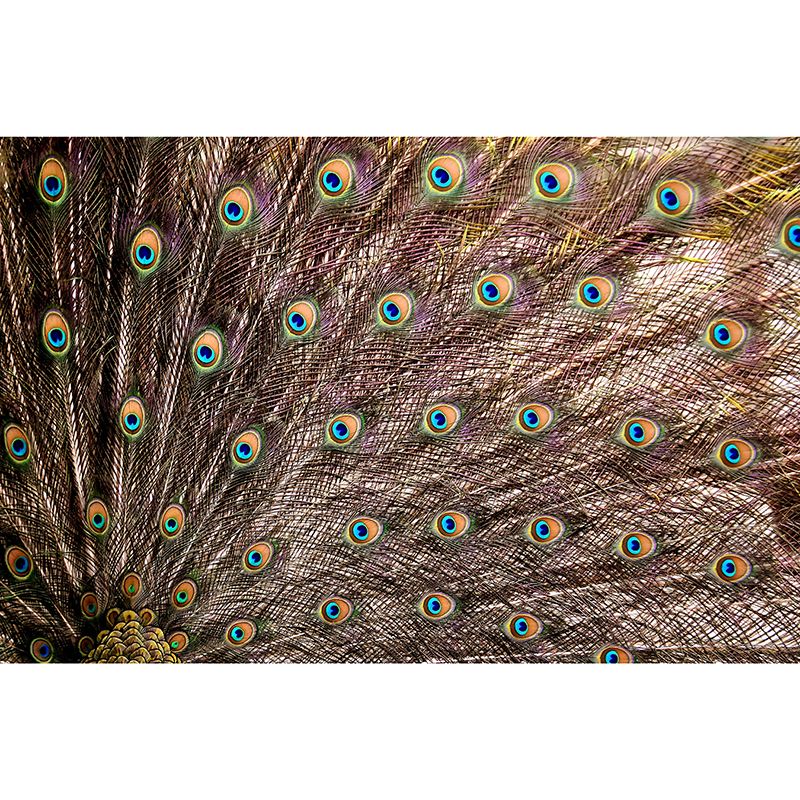 Photography Wall Mural Peacock Feather Patterned Drawing Room Wall Mural