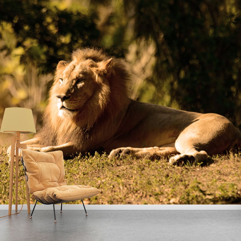 Photography Lion Taking Sunbath Mural for Bedroom, Brown, Personalized Size Available