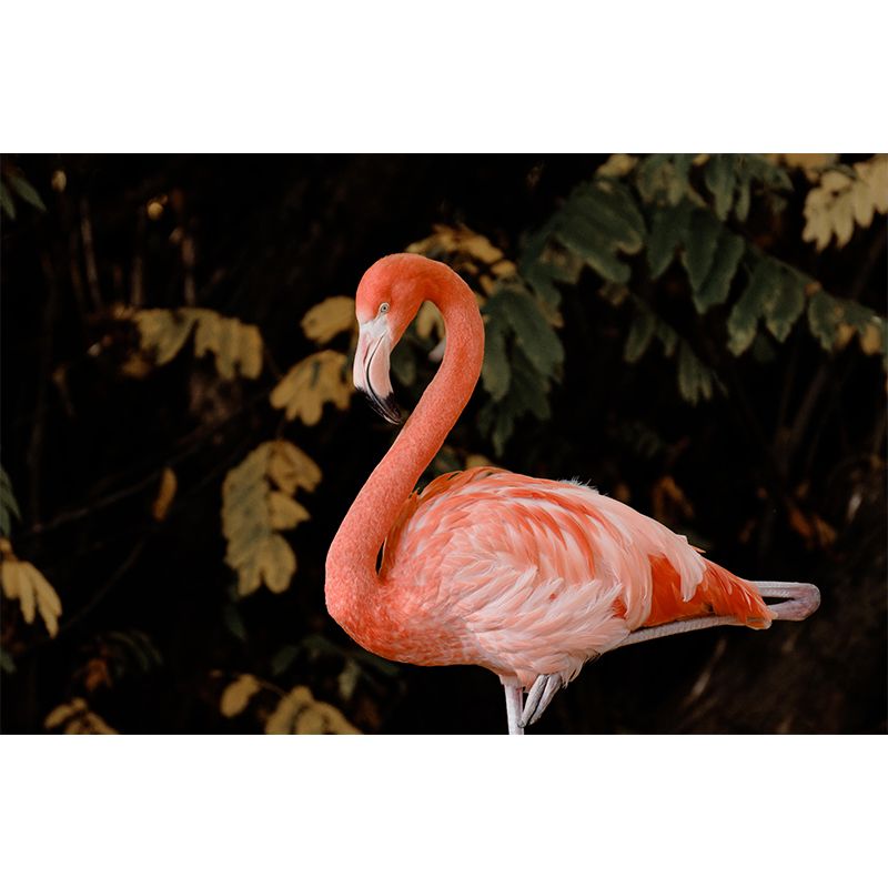 Full Size Flamingo Mural Wallpaper Decorative for Entrance End of Corridor