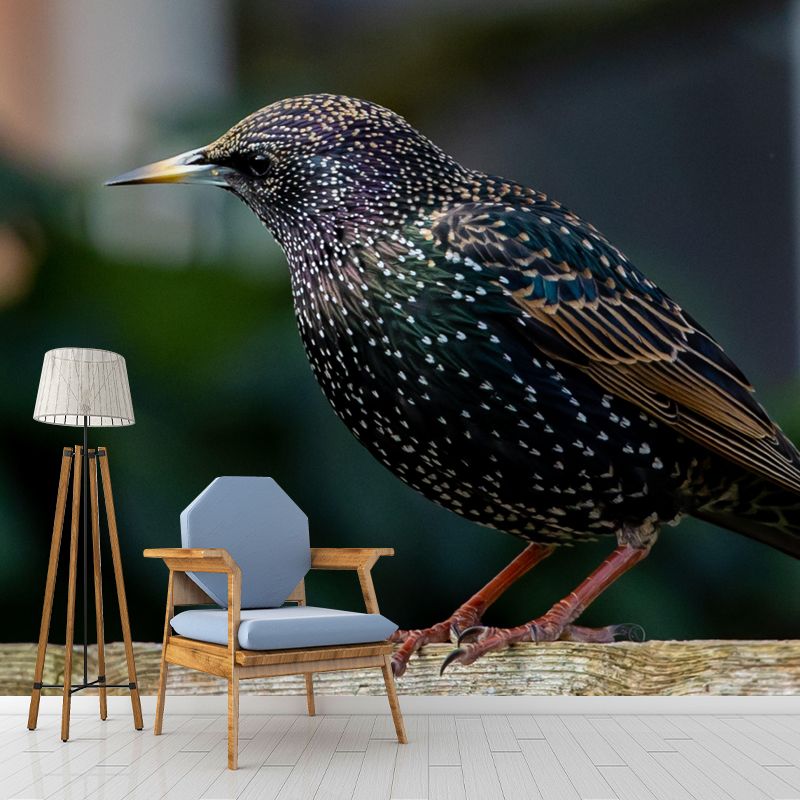 Myna Animal Wallpaper Mural Contemporary Style Wall Art for Living Room