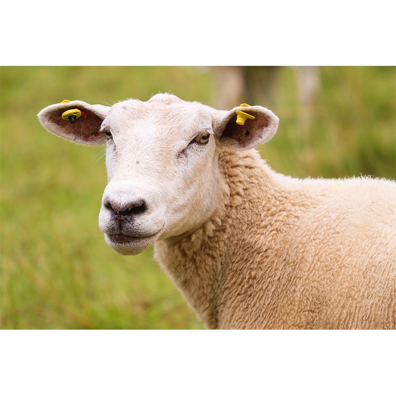 Cute Sheep Mural Decal Customized Modern Wall Covering for Living Room