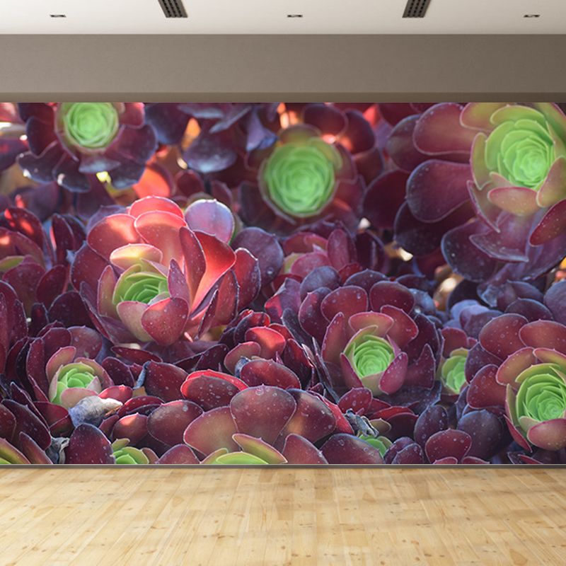 Succulent Plants Wall Mural for Modern Living Room Stain Resistant, Custom Size