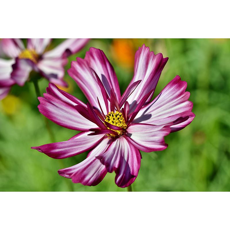 Beautiful Flower Wall Mural Water Resistant Wall Covering for Living Room