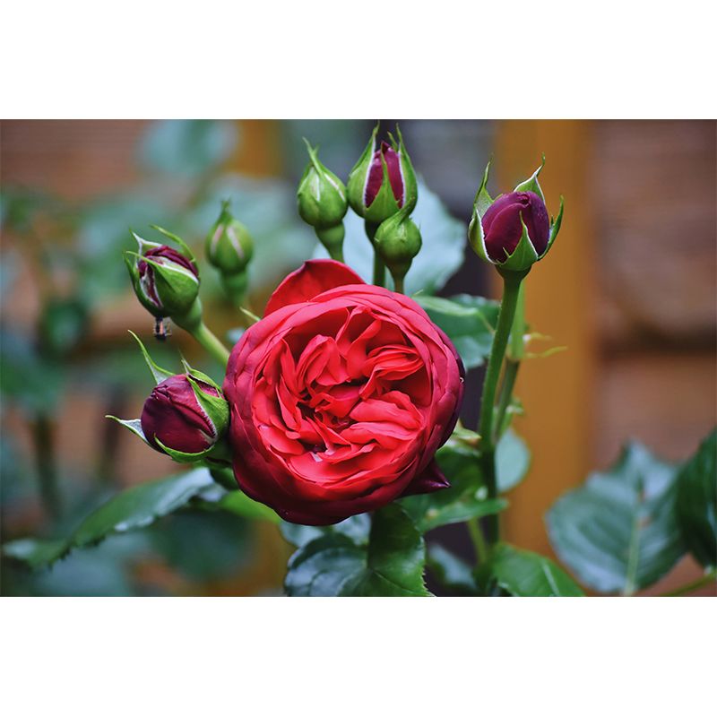 Elegant Rose Mural Wallpaper Custom-Made Wall Covering for Sleepiing Room